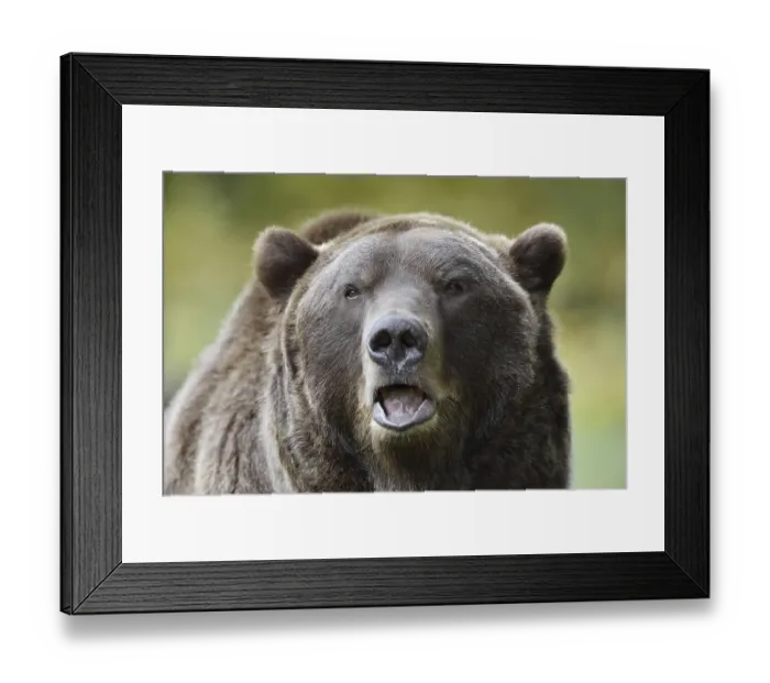 Framed Print : European brown bear (Ursus arctos arctos)