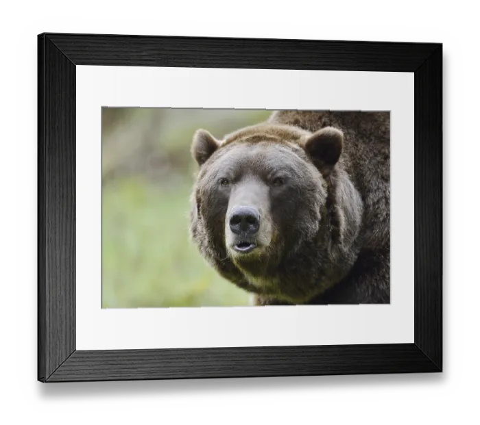 Framed Print : European brown bear (Ursus arctos arctos)