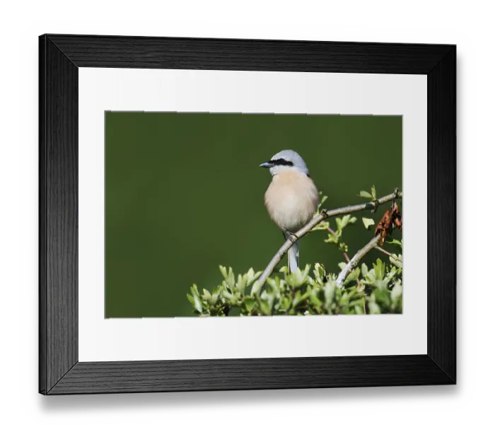 Framed Print : Red-backed shrike (Lanius collurio)