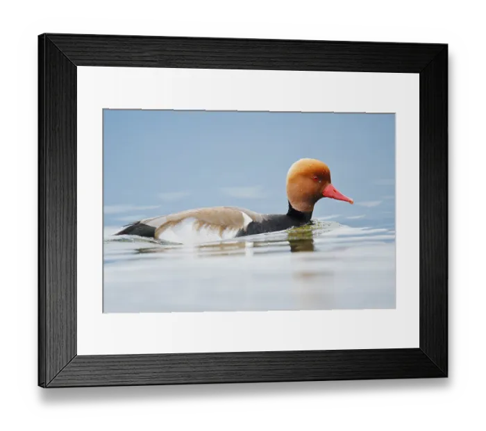 Framed Print : Red-crested pochard (Netta rufina)