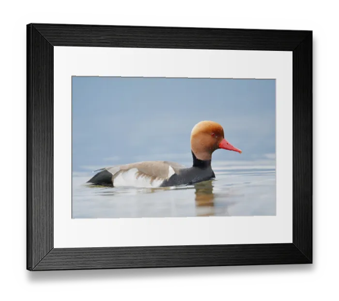 Framed Print : Red-crested pochard (Netta rufina)