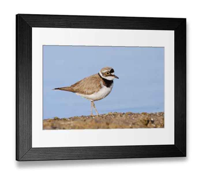 Framed Print : Little Ringed Plover (Charadrius dubius)