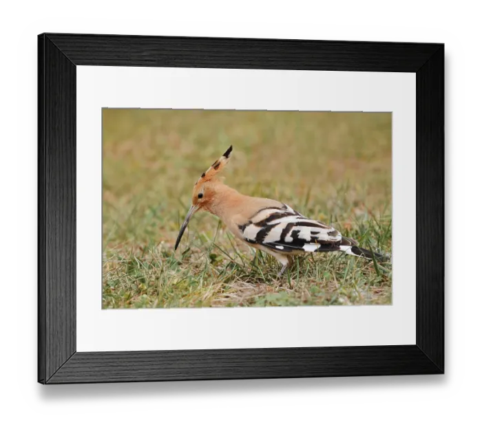 Framed Print : Hoopoe (Upupa epops) foraging in a meadow Framed Print : Hoopoe (Upupa epops) foraging in a meadow