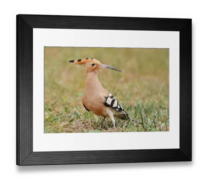 Framed Print : Hoopoe (Upupa epops), Algarve, Portugal