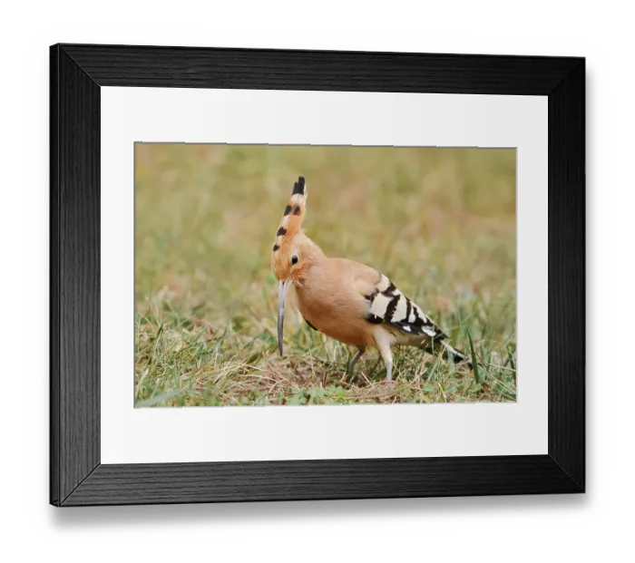 Framed Print : Hoopoe (Upupa epops) foraging, Algarve, Portugal