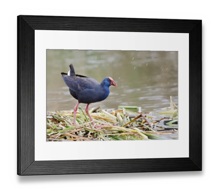 Framed Print : Purple partridge (Porphyrio porphyrio) Framed Print : Purple partridge (Porphyrio porphyrio)