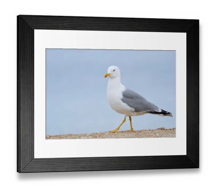 Framed Print : Mediterranean gull (Larus michahellis) on the beach