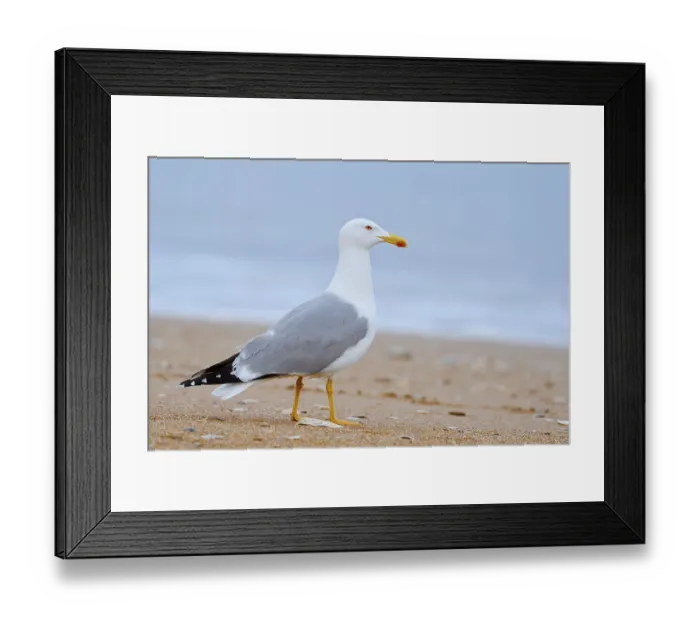 Framed Print : Mediterranean gull (Larus michahellis) on the beach