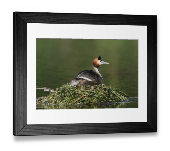 Framed Print : Great Crested Grebe (Podiceps Scalloped ribbonfish) sitting on its nest
