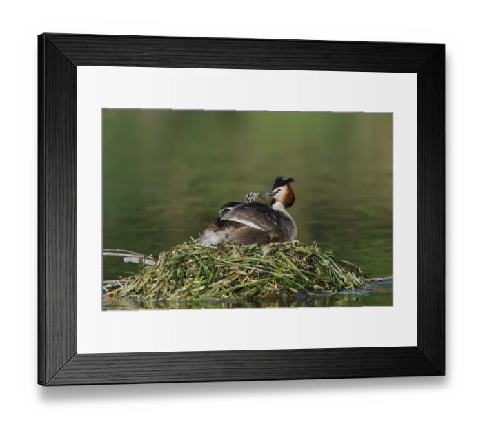 Framed Print : Great Crested Grebe (Podiceps scalloped ribbonfish) with chicks on the nest Framed Print : Great Crested Grebe (Podiceps scalloped ribbonfish) with chicks on the nest