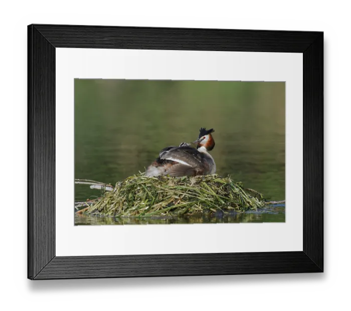 Framed Print : Great Crested Grebe (Podiceps scalloped ribbonfish) with chicks on the nest