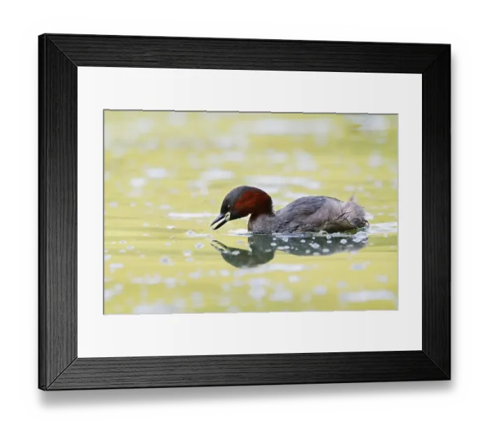 Framed Print : Little grebe (Tachybaptus ruficollis)