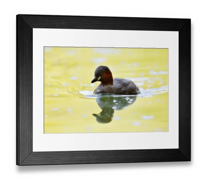 Framed Print : Little grebe (Tachybaptus ruficollis)