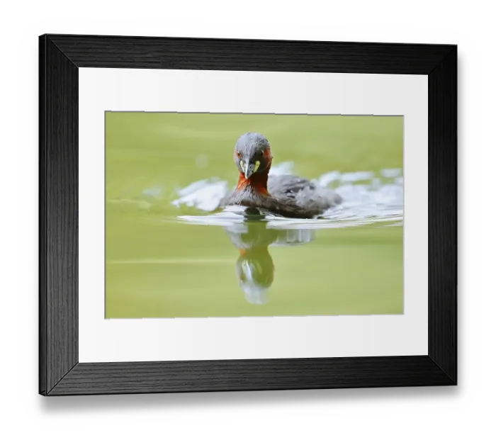 Framed Print : Little grebe (Tachybaptus ruficollis)