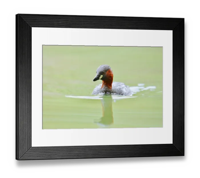 Framed Print : Little grebe (Tachybaptus ruficollis)
