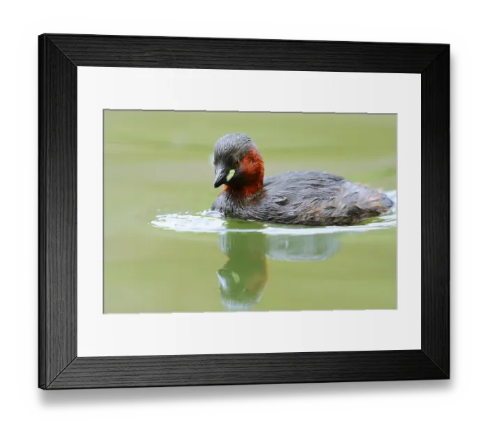 Framed Print : Little grebe (Tachybaptus ruficollis)