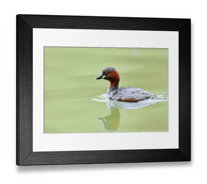 Framed Print : Little grebe (Tachybaptus ruficollis)