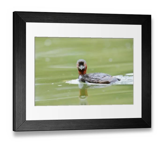 Framed Print : Little grebe (Tachybaptus ruficollis)