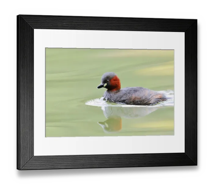 Framed Print : Little grebe (Tachybaptus ruficollis) Framed Print : Little grebe (Tachybaptus ruficollis)