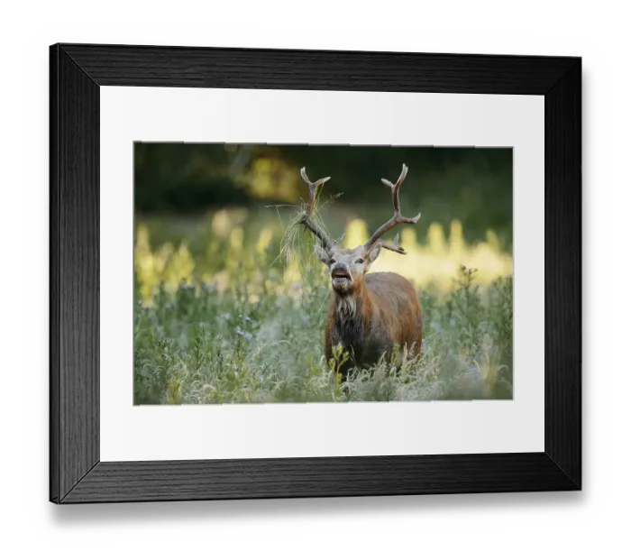 Framed Print : David's deer or milu (Elaphurus davidianus) Framed Print : David's deer or milu (Elaphurus davidianus)