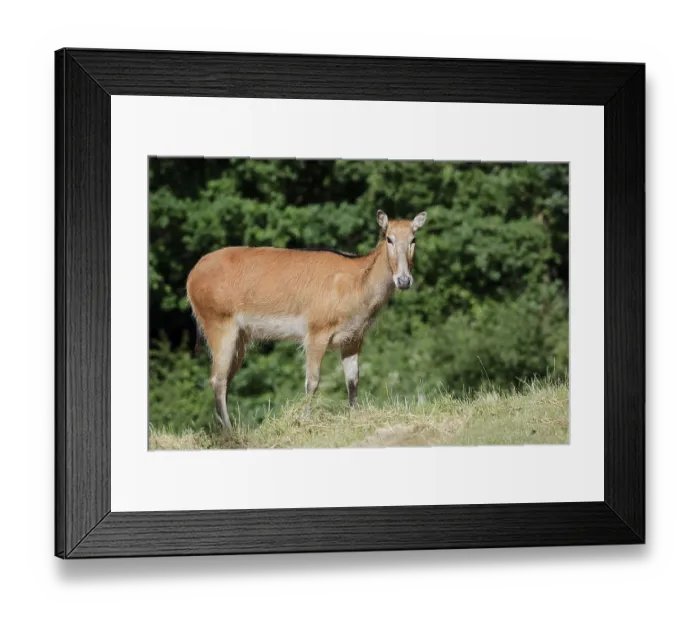 Framed Print : David's deer or milu (Elaphurus davidianus)