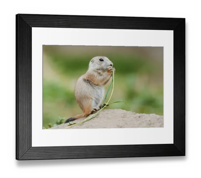 Framed Print : Black-tailed prairie dog (Cynomys ludovicianus)