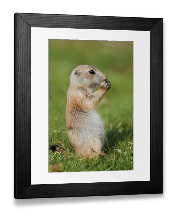 Framed Print : Black-tailed prairie dog (Cynomys ludovicianus)