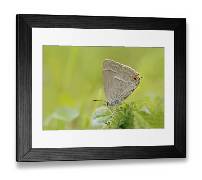 Framed Print : Blue Oak Fritillary (Favonius quercus)