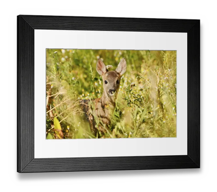 Framed Print : European roe deer (Capreolus capreolus) Framed Print : European roe deer (Capreolus capreolus)