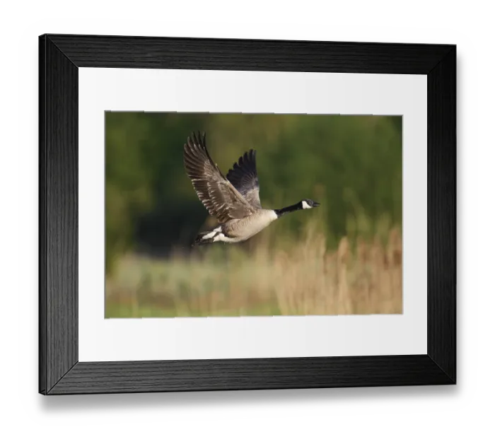 Framed Print : Canada goose (Branta canadensis) flying