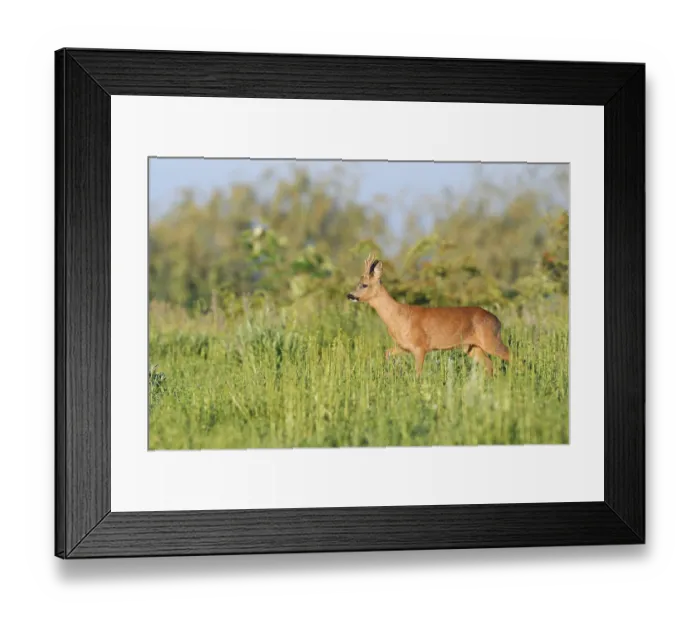 Framed Print : European roe deer (Capreolus capreolus)