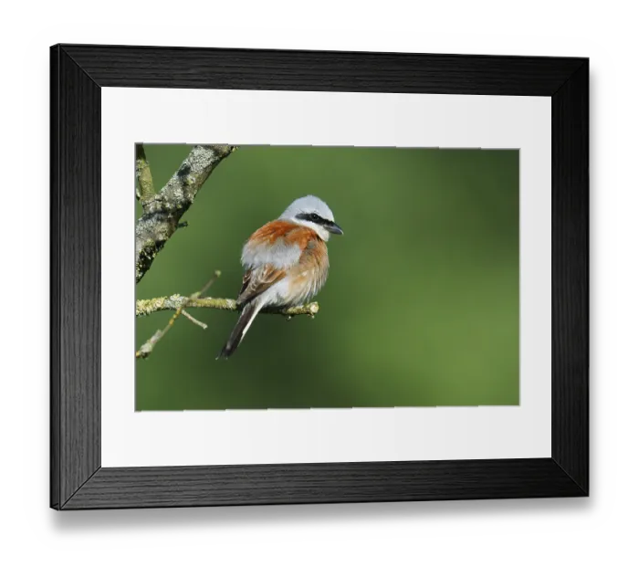 Framed Print : Red-backed shrike (Lanius collurio)