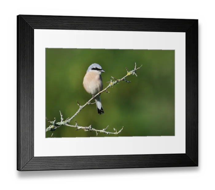 Framed Print : Red-backed shrike (Lanius collurio)