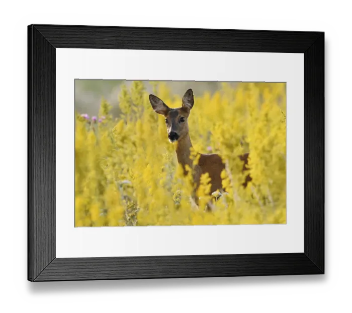 Framed Print : European roe deer (Capreolus capreolus) Framed Print : European roe deer (Capreolus capreolus)