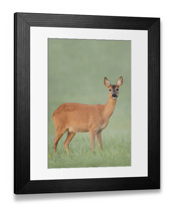 Framed Print : European roe deer (Capreolus capreolus) Framed Print : European roe deer (Capreolus capreolus)