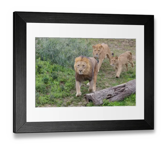 Framed Print : A large male lion (Panthera leo) runs down a hill across a meadow