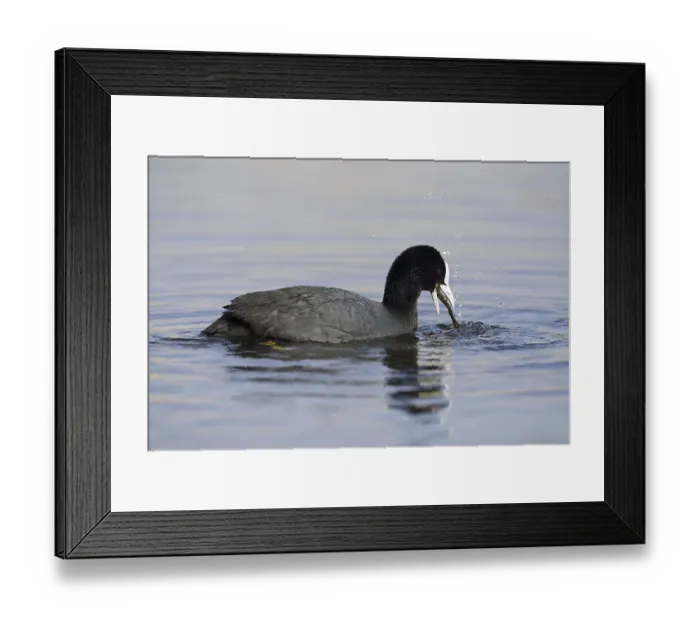 Framed Print : Eurasian Coot (Fulica atra) feeding