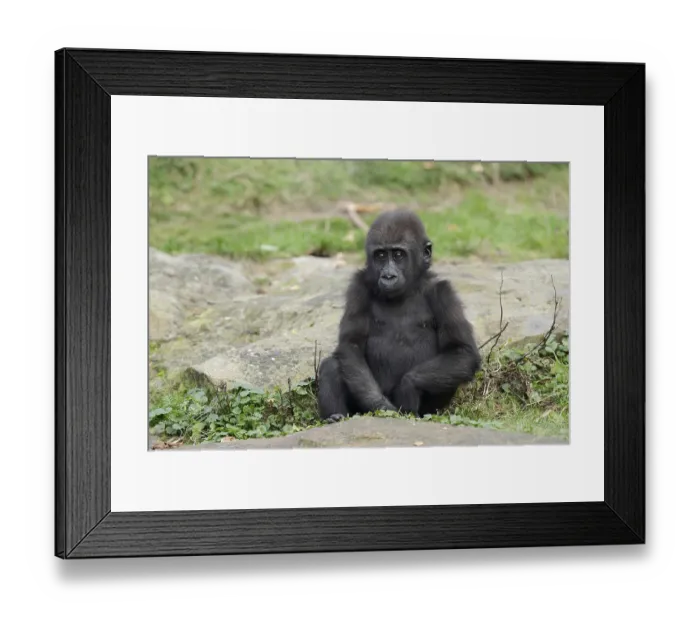 Framed Print : Western lowland gorilla (Gorilla gorilla gorilla)