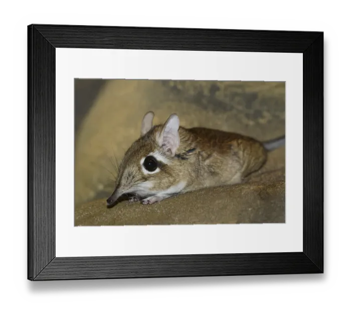 Framed Print : Rufous elephant shrew (Galegeeska rufescens)