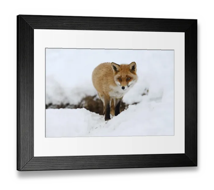 Framed Print : Red fox (Vulpes vulpes) in winter