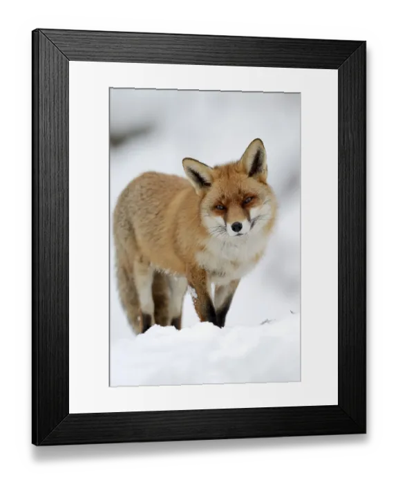 Framed Print : Red fox (Vulpes vulpes) in winter Framed Print : Red fox (Vulpes vulpes) in winter