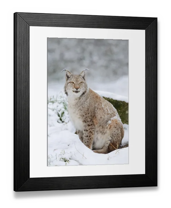 Framed Print : Eurasian lynx (Lynx lynx) in the snow