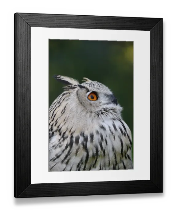 Framed Print : Turkmen Eagle Owl or Turkmen Eagle Owl (Bubo bubo omissus) Framed Print : Turkmen Eagle Owl or Turkmen Eagle Owl (Bubo bubo omissus)