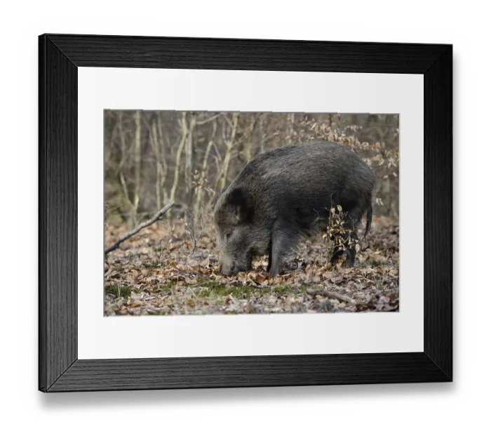 Framed Print : European wild boar (Sus scrofa scrofa)