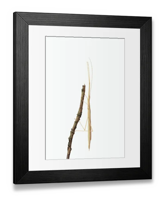 Framed Print : Pink winged stick insect (Sipyloidea chlorotica)