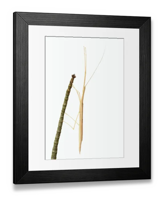 Framed Print : Pink winged stick insect (Sipyloidea chlorotica)