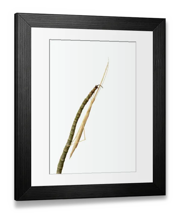 Framed Print : Pink winged stick insect (Sipyloidea chlorotica) Framed Print : Pink winged stick insect (Sipyloidea chlorotica)