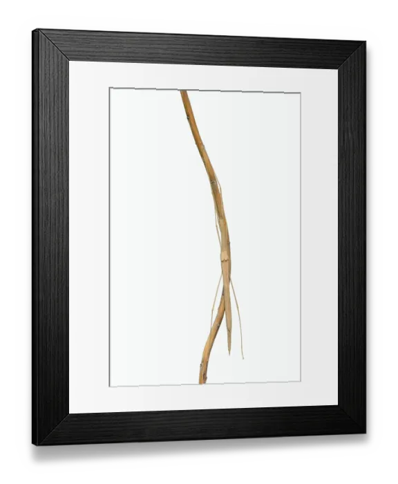 Framed Print : Pink winged stick insect (Sipyloidea chlorotica)