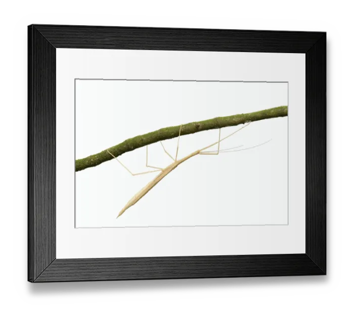 Framed Print : Pink winged stick insect (Sipyloidea chlorotica)