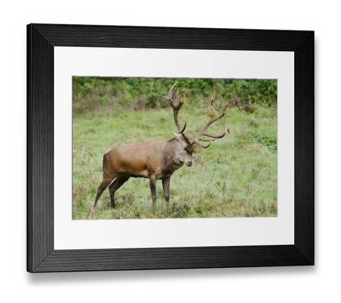 Framed Print : Red deer (Cervus elaphus) forked in a meadow during the rutting season